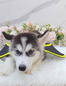 Wooly Husky