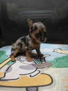 Merle miniature pinscher 