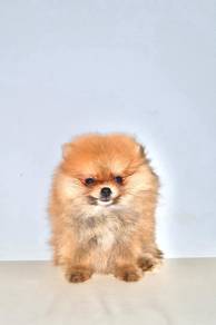 x29 Lovely Pomeranian Puppy
