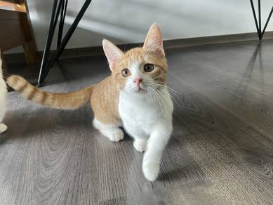 Munchkin standard (Female)