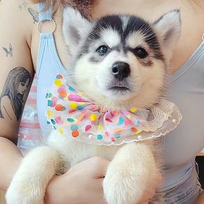 Wooly Husky