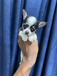 chihuahua01
