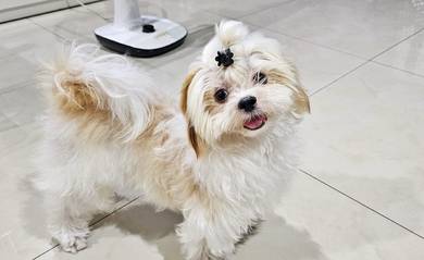 Pure Shih Tzu 