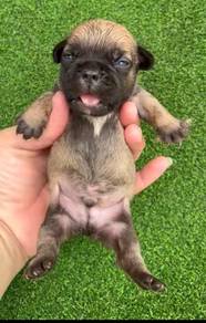 French Bull