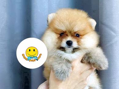 HT_32088 beautiful little Pomeranian puppies