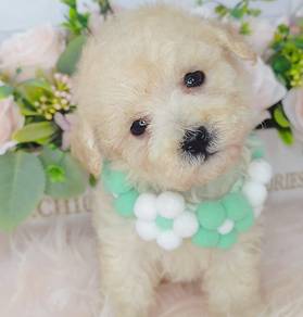 Poodle