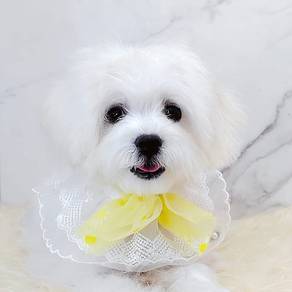 Maltipoo
