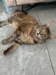 boleh lego lagi