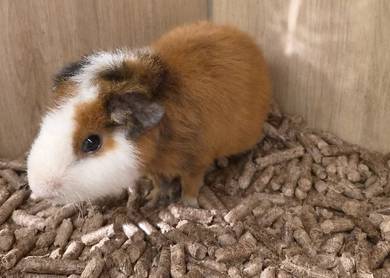 Guinea Pig available for sale 