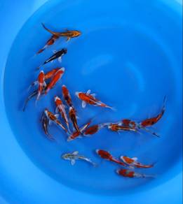 Japanese koi