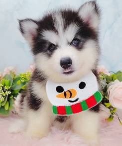 Wooly Huksy