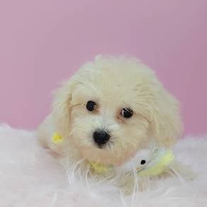 Bichon