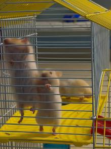 SYRIAN HAMSTER BABIES
