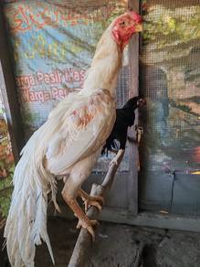 ayam aseel kakak tua