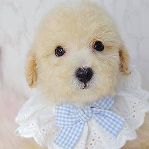 Poodle