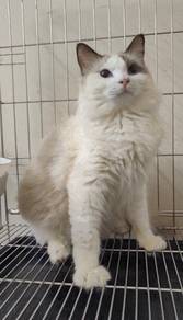Ragdoll Quality Kitten male