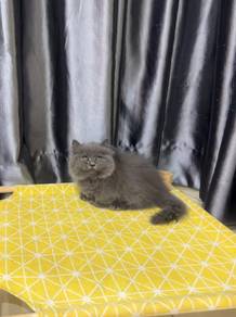 Kucing kaki pendek
