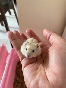 jual hamster