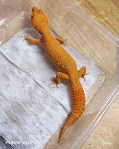 Leopard Gecko 