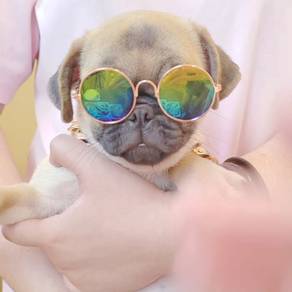 Pug