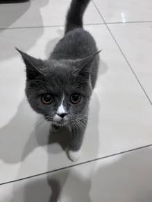 kucing