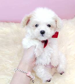 Poodle