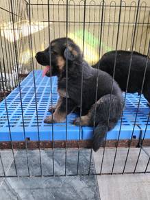 German shepherd puppy 