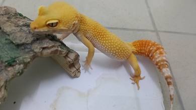 leopard gecko 