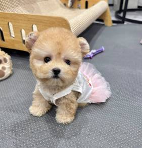 TINY~TOY POODLE PUPPIES A258 🌻 Super Cute