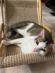 cat for adoption