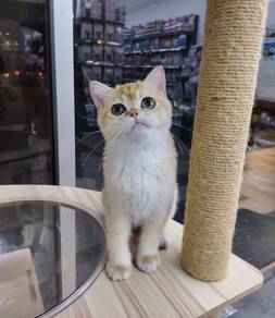 Bsh golden female
