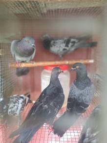 merpati kampung