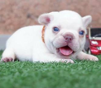 FRENCH BULLDOG PUPPIES FB321🌻Cute Puppy Available