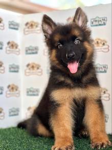 German Shepherd