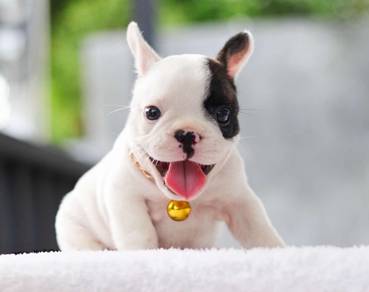 FRENCH BULLDOG PUPPIES VIP108🌻Cute & Healthy Boy