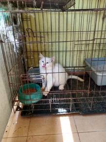 Kucing Parsi