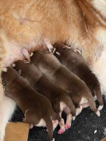 Siberian Husky Puppies for Sale – 3 Female Puppies