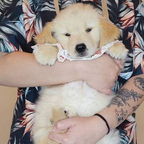 Golden Retriever