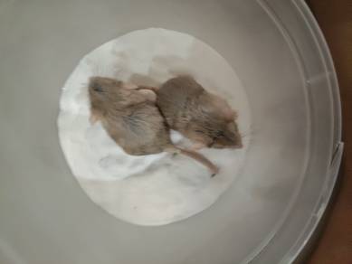 fat tailed gerbil 1pair newborn