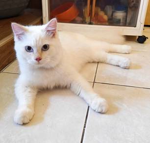 Kitten For Sale（Female）
