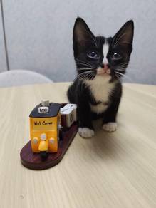free adoption: tuxedo kitten 