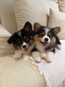 long coat corgi