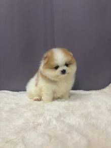 Q215 Tiny Pomeranian white orange haired puppy