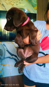 Labrador retriever puppies 15