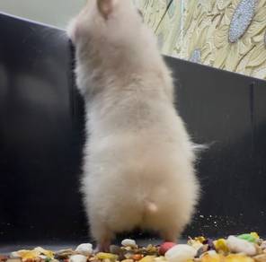 Hamster Syrian Silver Dove