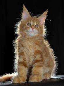 Maine Coon Boy Red 🇷🇺 