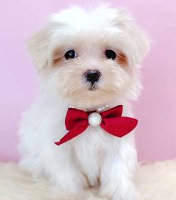 Maltipoo