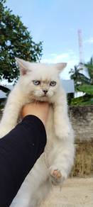 kucing bsh white 