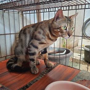 Mix Bengal