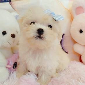 Maltese